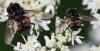 Graphomya maculata
